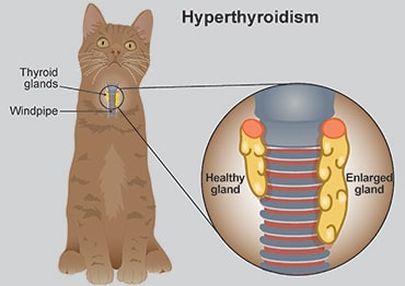 Feline Thyroid Test2.png Feline Thyroid Test2.png