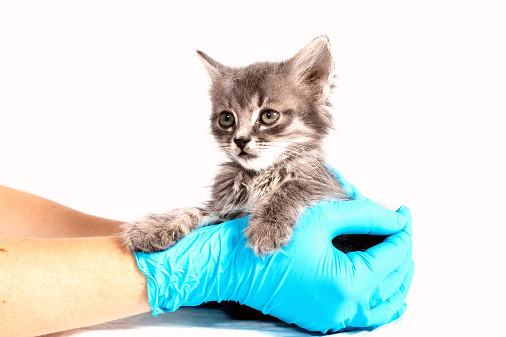 Feline LeukemiaFiv Test3.png Feline LeukemiaFiv Test3.png