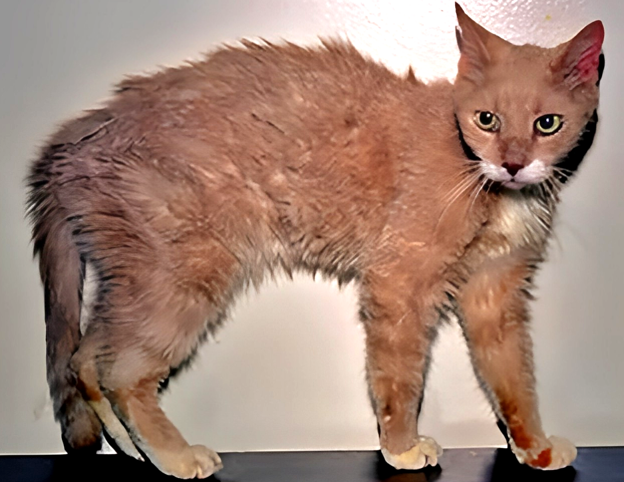 Feline Thyroid Test1(1).png Feline Thyroid Test1(1).png