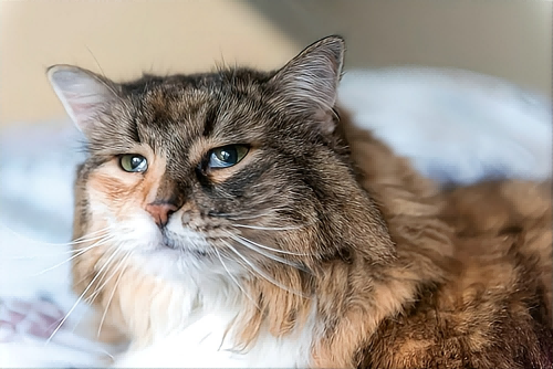 Feline Leukemia 2(1).png