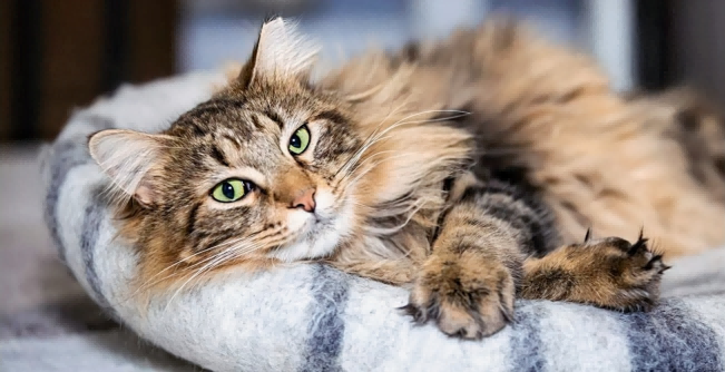 Feline Leukemia 1(1).png