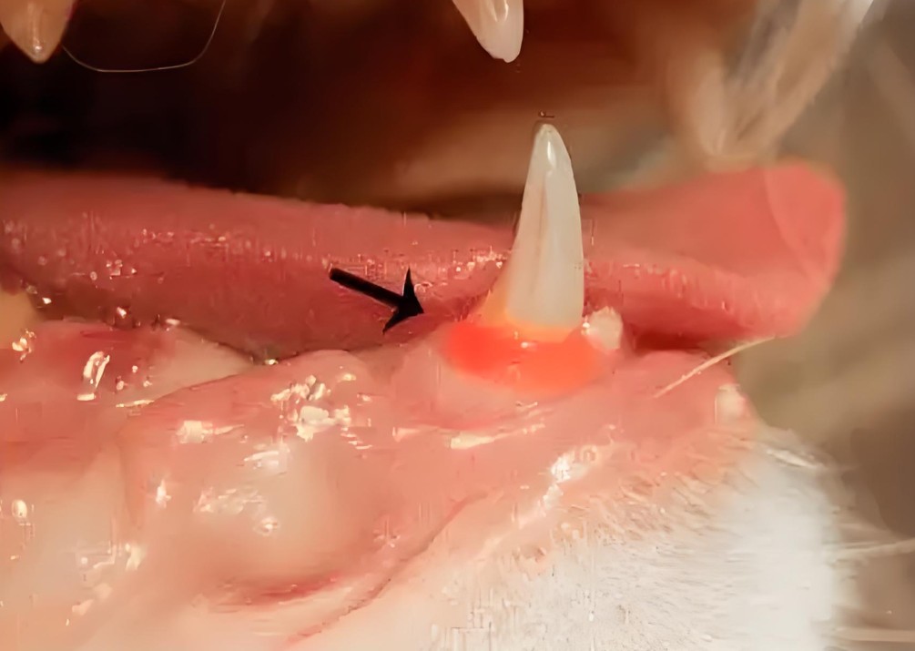 feline immunodeficiency virus test (3).jpg feline immunodeficiency virus test (3).jpg